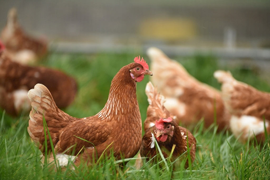 0cf3c9477162ac44be6570c22cc46c8d3d5f6b3e654d4-1AppPpT_fw1200